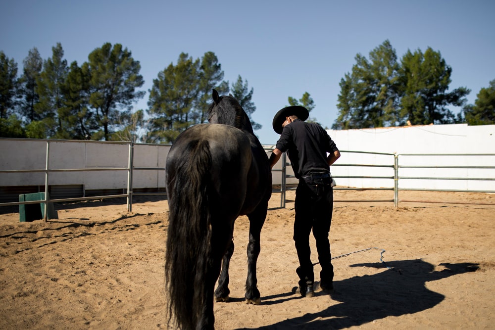 How to Stop a Horse from Rearing A Guide for Horse Owners